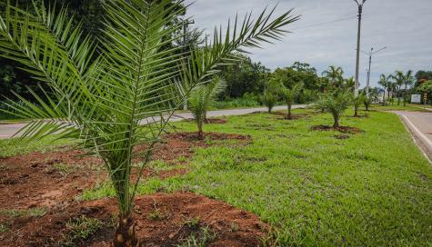 Investimento De R$ 4 Milhões Em Mudas Na Chapada Enfurece Moradores: Entenda A Polêmica 1 2025 word2
