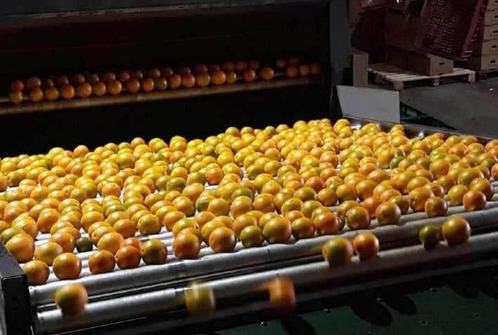 Exportação De Suco De Laranja: Indústria Em Alerta Devido Ao Ritmo Lento De Vendas No Mercado Internacional 1 2025 word1