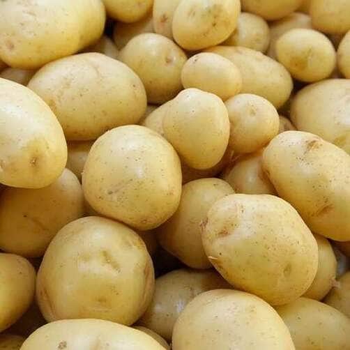 Batata A Preço Baixo: Produtividade Recorde Salva A Lavoura Em 2025 1 2025 word2