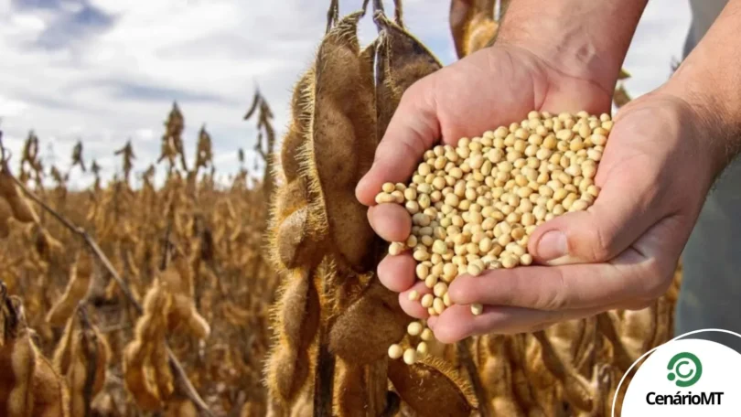 Mato Grosso Bate Recorde De Exportações De Soja Em Outubro: Confira Os Números! 1 2025 word3
