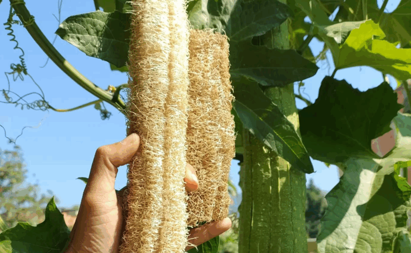 Descubra A Luffa Cylindrica: A Planta Incrível Que Produz Bucha Vegetal 1 2025 word3