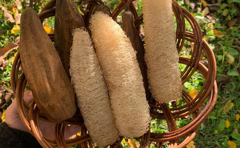 colheita de bucha vegetal, da Luffa cylindrica pronta para ser utilizada no dia a dia.