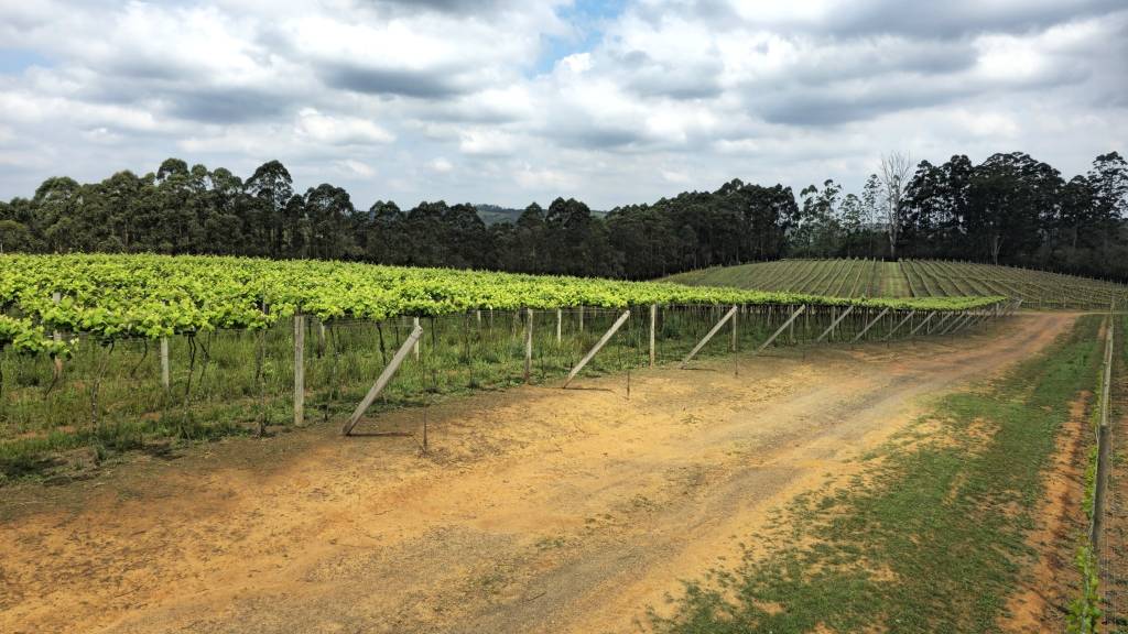 Vinicola Goes São Roque vinicola goes são roque