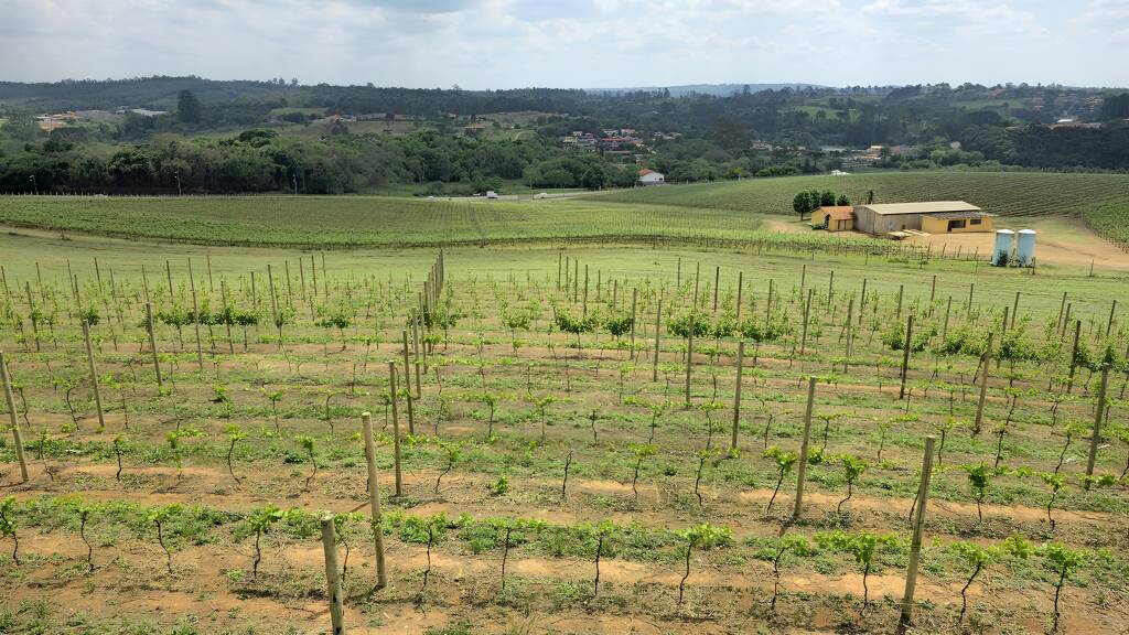 Vinhedos Vinicola Goes vinhedos vinicola goes, sao roque