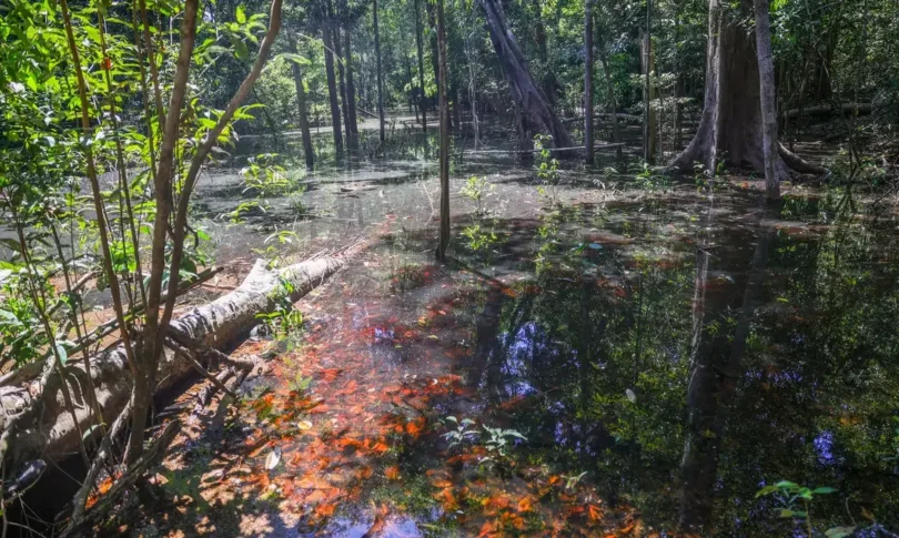 Descoberta Inédita: Rastros De Dinossauros Na Amazônia Surpreendem Pesquisadores 1 2025 word2