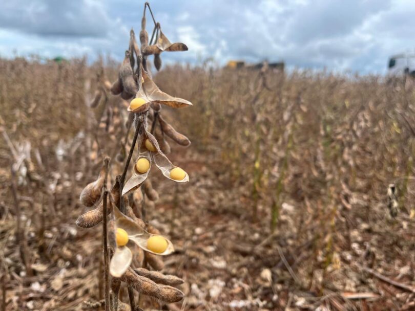 China Adia Diretrizes De Soja Sustentável Devido A Questionamentos De Mato Grosso 1 2025 word3