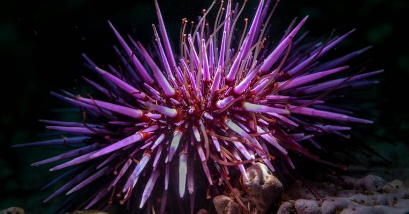 Descubra A Fascinante Complexidade Dos Ouriços-Do-Mar: São Realmente Só Cérebro? 1 2025 word1