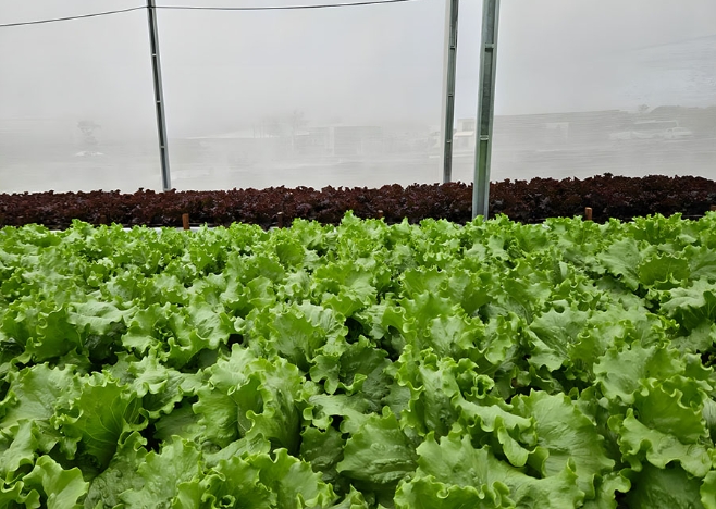 Como Aumentar Em 61% A Eficiência No Uso Da Água Para O Cultivo De Hortaliças: Conheça O Sistema De Aproveitamento E Versatilidade 1 2025 word2