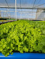 251118_Reusoaguahortalicas_Diva_Goncalves_Vertical-188X250-1 2025 word2