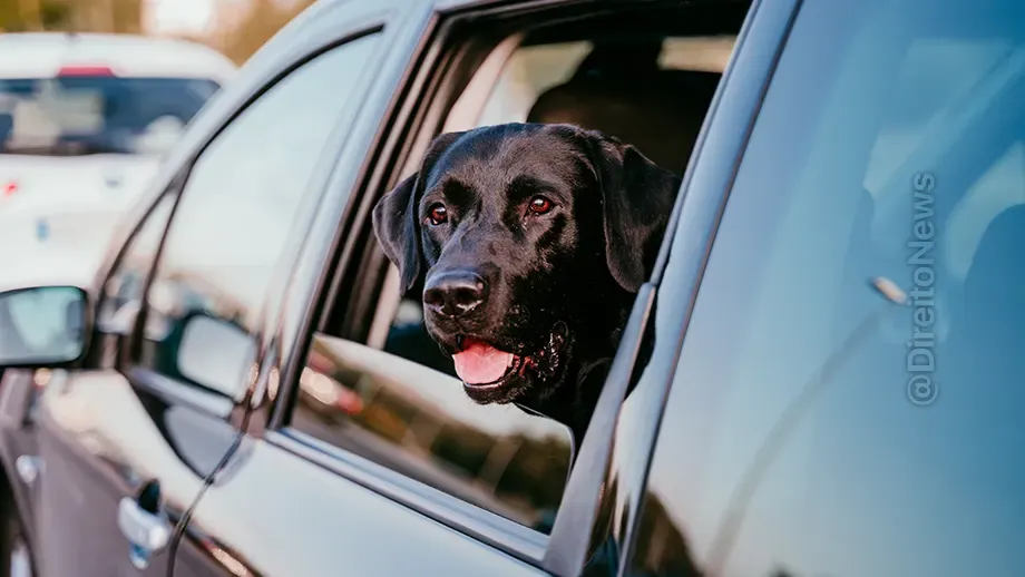 comissao aprova diretrizes transporte animais estimacao carros aplicativo