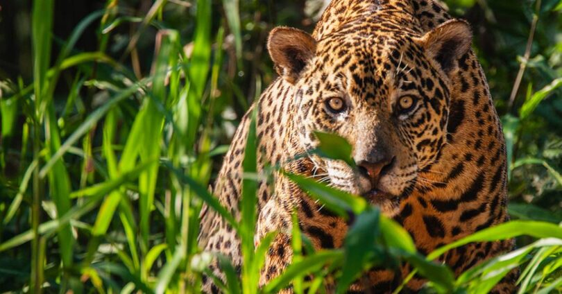 Banco Online Reúne Dados Genéticos De 10 Mil Animais Brasileiros: Avanço Na Pesquisa Científica Animal No Brasil 1 2025 word3