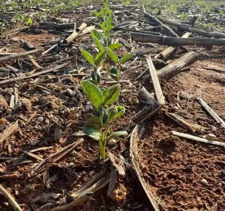 Alerta: Produtores De Soja Em Lucas Do Rio Verde Preocupados Com Falta De Chuvas 1 2025 word3