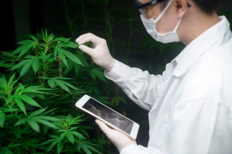 Anvisa Autoriza Pesquisa Científica Para Cultivo De Cannabis: Saiba Mais! 1 2025 word2