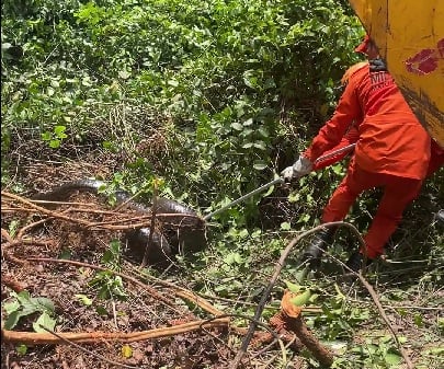 Bombeiros Capturam Sucuri De 5 Metros No Bairro Imigrantes, Sorriso: Veja O Resgate Impressionante! 1 2025 word2