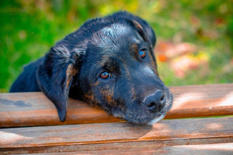 Voices Of The Animal Rights Movement: Understanding Its Diversity 1 2025 word2