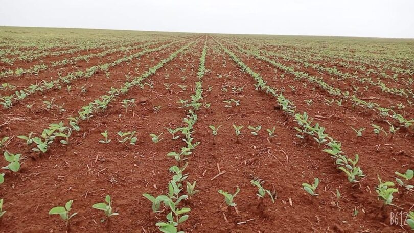 Avanço Da Semeadura De Soja Em Mato Grosso: Rumo À Reta Final Com Ritmo Levemente Abaixo Da Safra Anterior 1 2025 word3