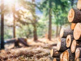 Madeira sustentável