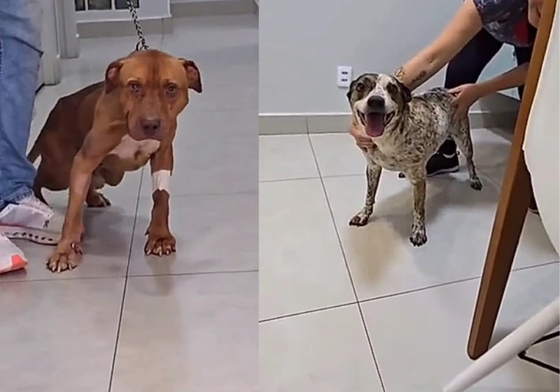 Cachorrinho Agredido Se Emociona Ao Reencontrar Sua Salvadora: Rabinho Balançando 1 2025 word3