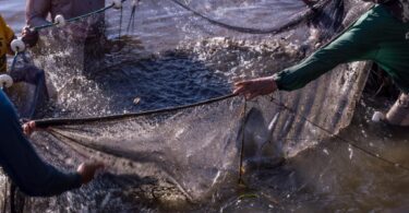 Sedec e Prefeitura de Paranaíta firmam convênio para instalar fábrica municipal de ração para peixes -