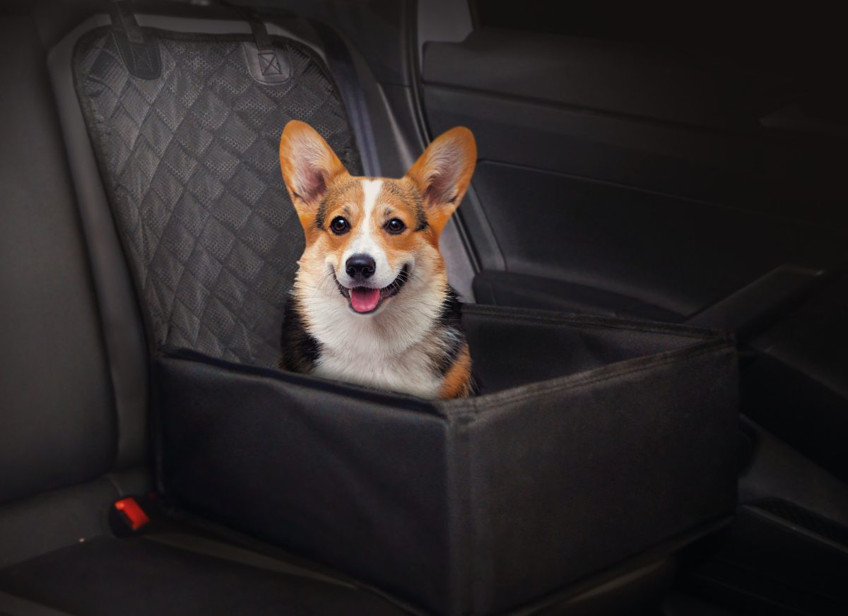 1_Assento-De-Transporte-De-Pet-Contribui-Para-A-Seguranca-Do-Pet 2025 word1