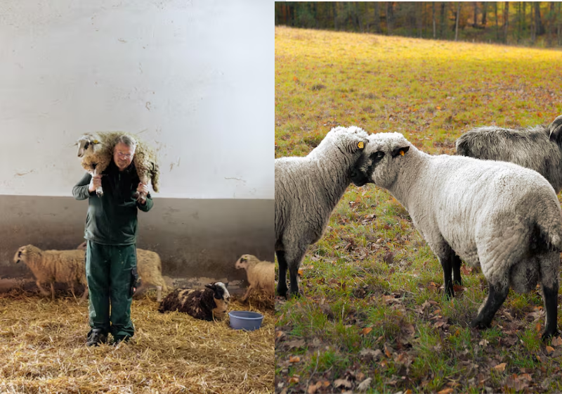 Estilista Salva Vida De Carneiros Com Coleção De Tricô Sustentável 1 2025 word1