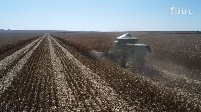 10 Anos De Incentivos E Informações Sobre O Cultivo Do Milho Dourado 1 2025 word1