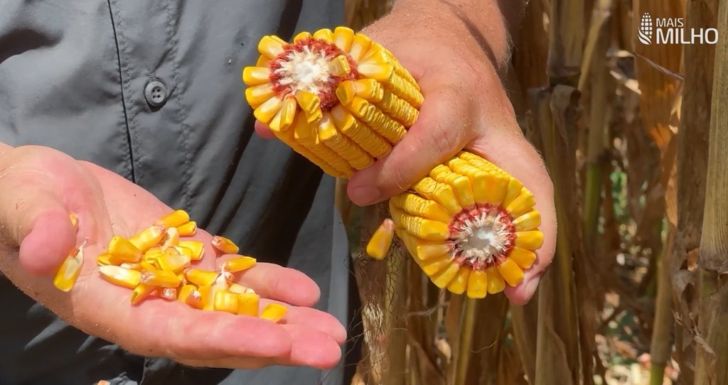 10 Anos De Incentivos E Informações Sobre O Cultivo Do Milho Dourado 2 Mais Milho Mafra Santa Catarina Juliano Ambrosini/Dia de Ajudar Mato Grosso