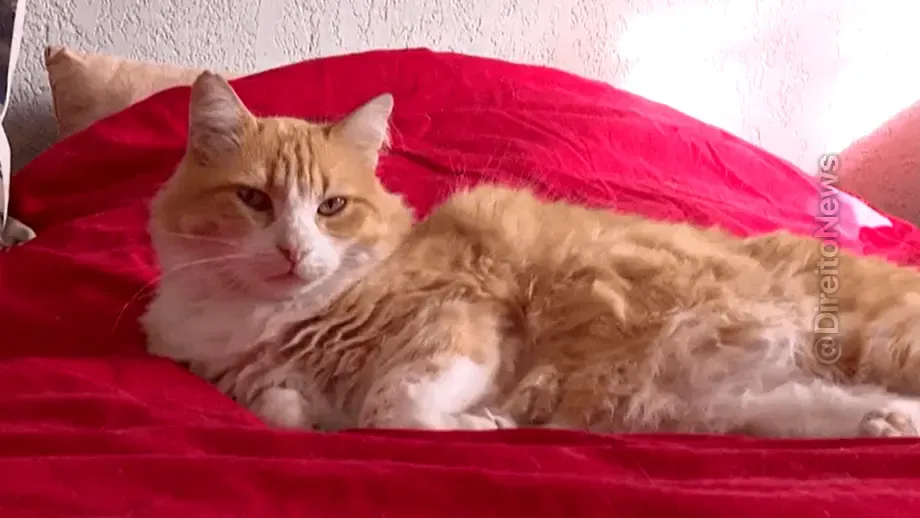 gato condenado prisao domiciliar franca invadir quintal vizinho video