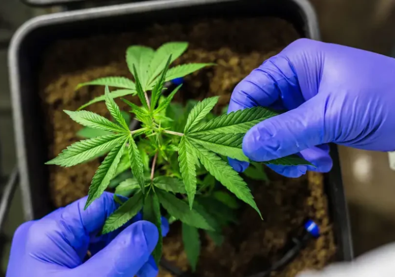 Anvisa Autoriza Embrapa A Pesquisar Cultivo De Cannabis: Avanço Na Produção De Medicamentos 1 2025 word3