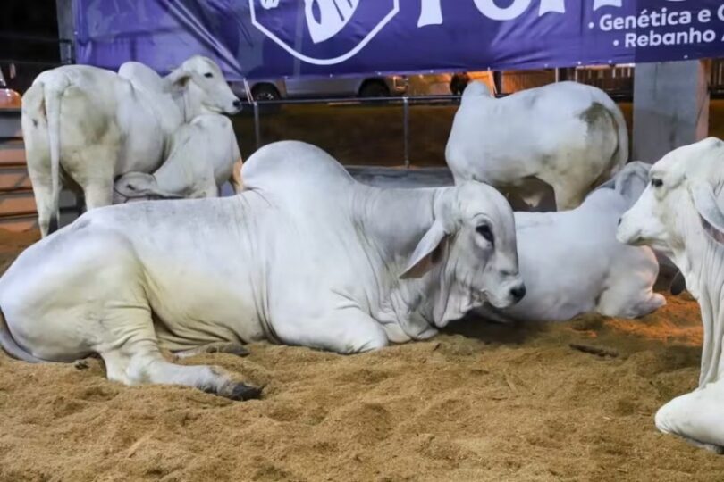 Empresa Processa Grupo Por Descumprimento Em Leilão De Gado De R$ 1 Milhão: Entenda O Caso 1 2025 word2