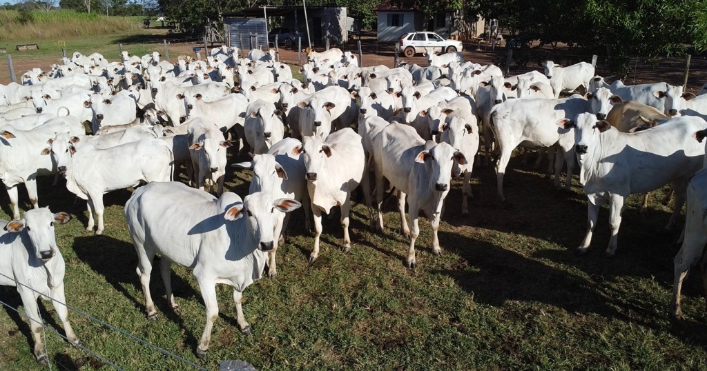 Gado boi abate carne bovina Foto Israel Baumann Dia de Ajudar Mato Grosso fethab