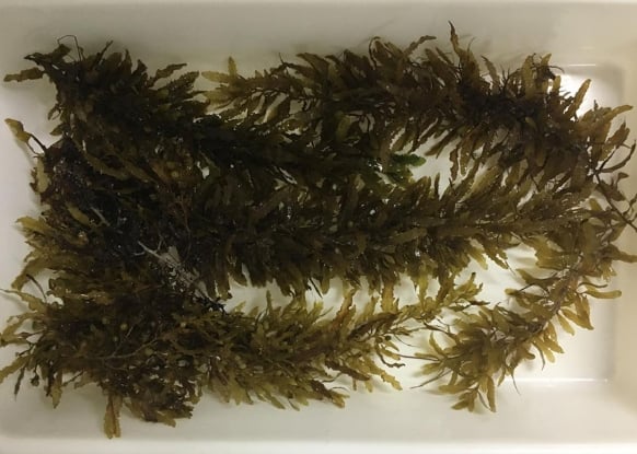 Algas Marinhas: A Aposta Global Como Alimento Sustentável Do Futuro 1 2025 word1