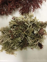 251125_Producaoalgasmarinhas_Fabiola_Fogaca_Dois-Tons-188X250-1 2025 word1