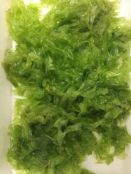 251125_Producaoalgasmarinhas_Fabiola_Fogaca_Verde-188X250-1 2025 word1