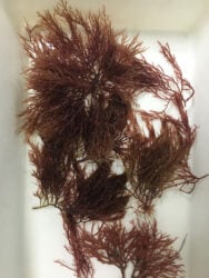 251125_Producaoalgasmarinhas_Fabiola_Fogaca_Vertical-188X250-1 2025 word1