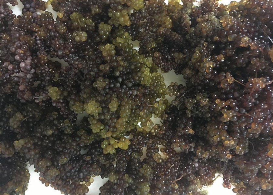 251125_Producaoalgasmarinhas_Fabiola_Fogaca_Horizontal 2025 word1