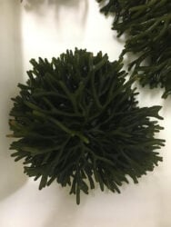 251125_Producaoalgasmarinhas_Fabiola_Fogaca_Verde-Escuro-188X250-1 2025 word1