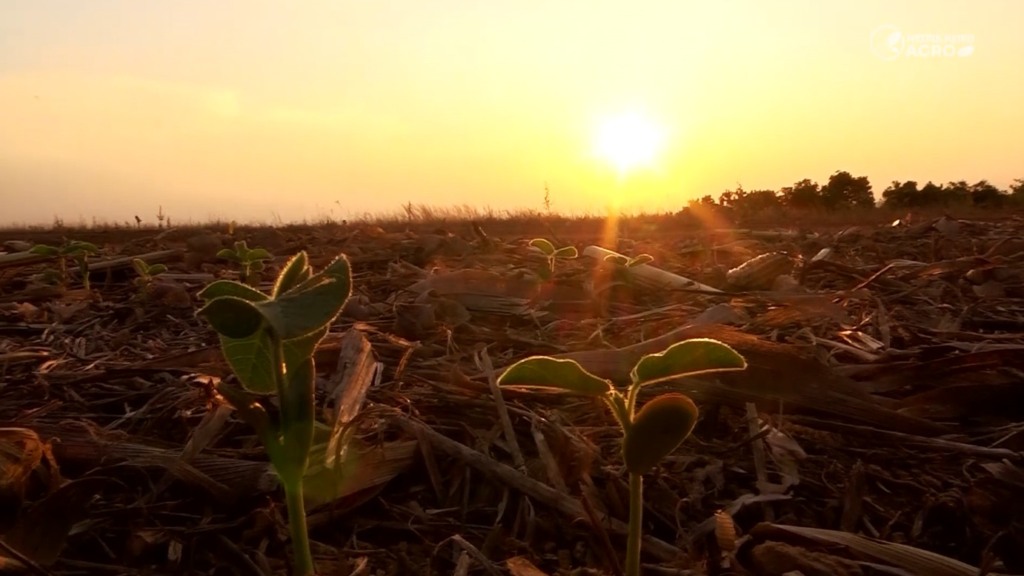 soja falta de chuva foto pedro silvestre canal rural mato grosso