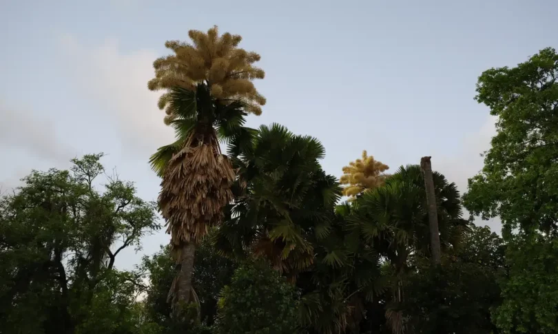 Talipot Em Flor: Parque Do Flamengo Celebra A Primeira Florada Após 60 Anos 1 2025 word3