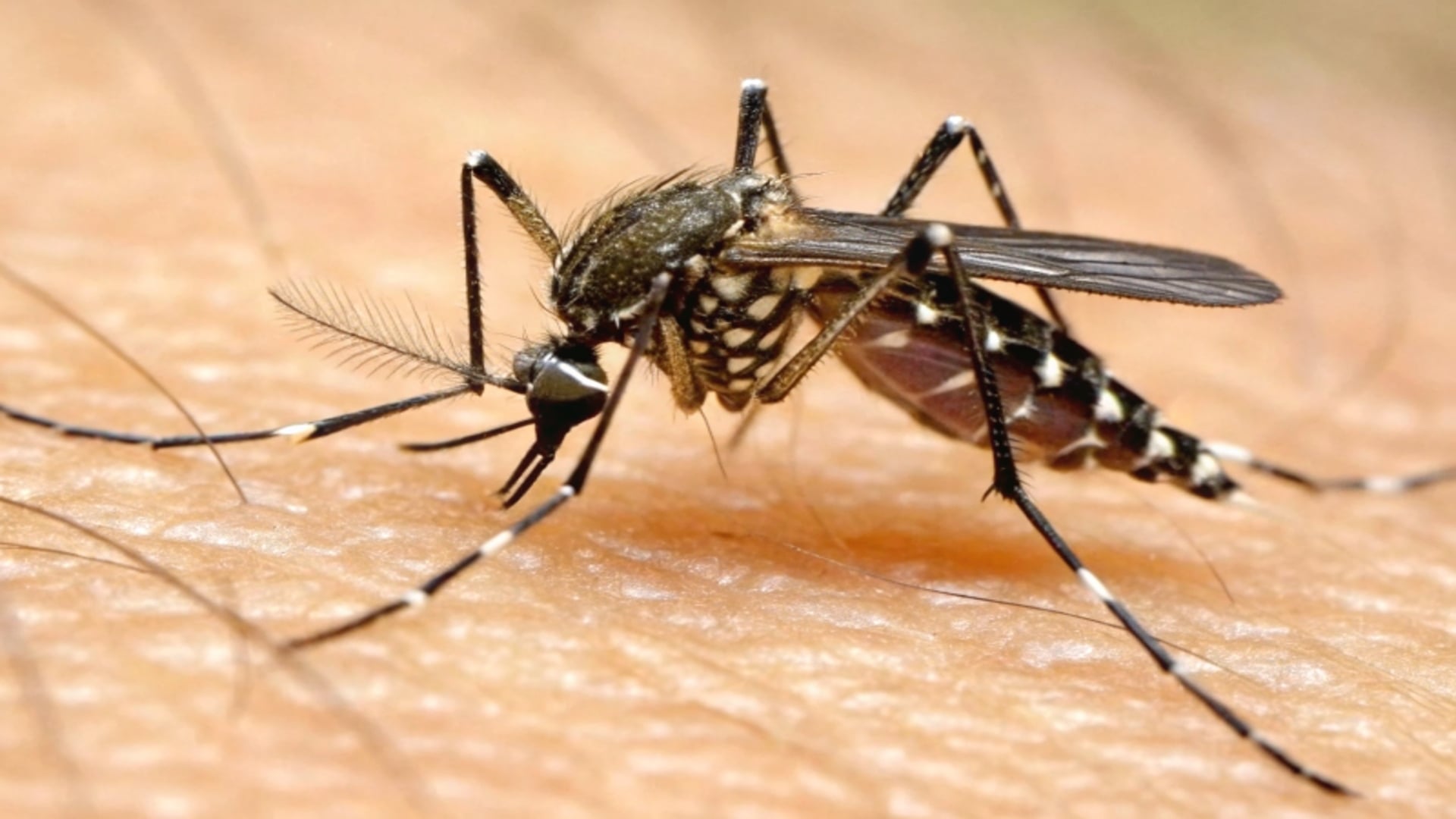 025Fa90Bbe9F7Dceaaaae9B8F18A7B6C As equipes de agentes de saúde e agentes de endemias seguem com ações contínuas de orientação