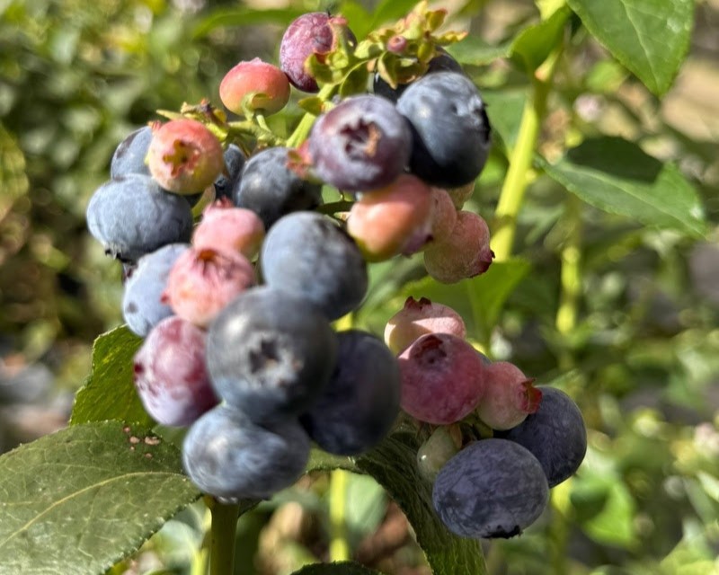 Parque Maeda, Itu, São Paulo