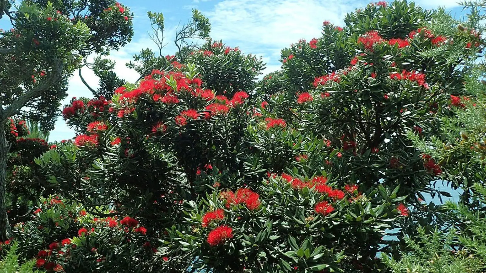 Arvore-De-Natal-Nova-Zelandia-Jpg Árvore de Natal tradicional da Nova Zelândia.