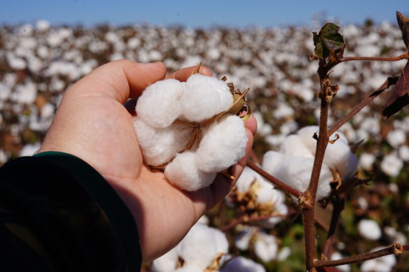 Cenário Do Algodão Em Mato Grosso: Redução Da Área De Plantio Devido A Preços Baixos E Custos Elevados 1 2025 word2