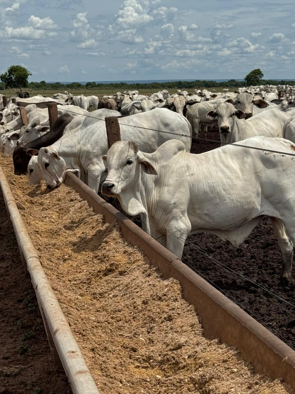 Seminario-Boas-Praticas-Na-Pecuaria-E28093-Rumo-A-2026 2025 word3