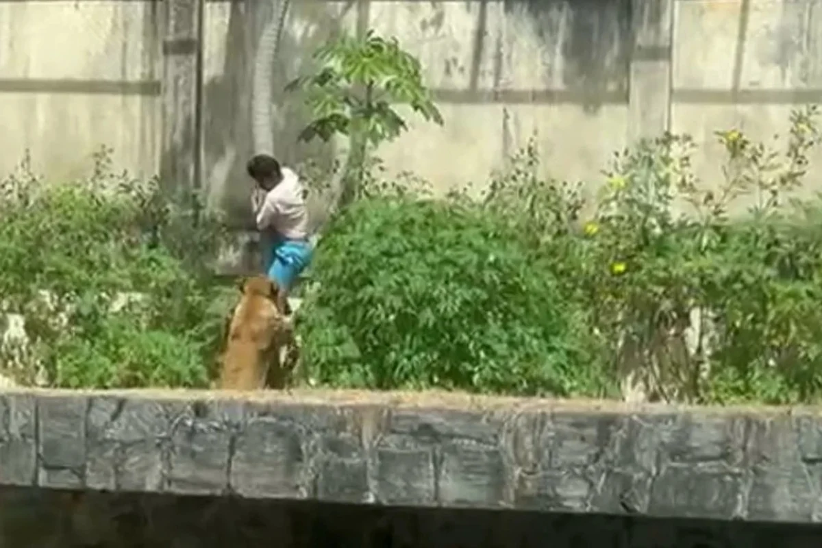 Morto Leoa Juiz Mandou Internar Homem 30 Dias Antes Tragedia morto leoa juiz mandou internar homem 30 dias antes tragedia