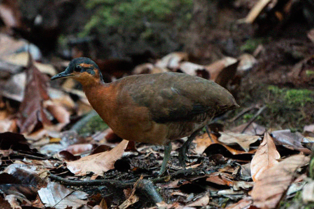 Fotografia da espécie de ave descoberta na Amazônia lembra o dodô.