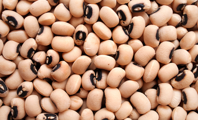 Brasil Expande Mercado Internacional Para Macadâmia E Feijões: Conquista E Acesso Ampliados 1 2025 word2