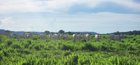 Imac Promove Campanha De Esclarecimento Sobre Recuperação De Áreas Degradadas No Leste De Mt: Saiba Mais! 1 2025 word3