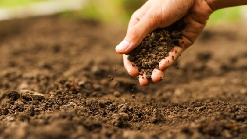 Como Melhorar A Qualidade Do Solo E Aumentar A Renda Do Produtor: Estratégias De Manejo Eficazes 1 2025 word1