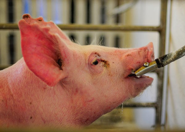 Peste Suína Africana: Mapa Monitora Avanço Na Europa E Reforça Protocolos De Proteção Para Rebanho Brasileiro 1 2025 word2